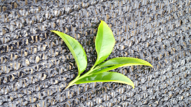 潮州鳳凰烏龍茶等級解析：單樅、浪菜與水仙怎麼選？