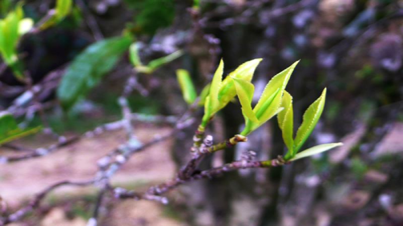 鳳凰單樅夜來香單株：烏崬山高山烏龍茶香氣與風味深度解析