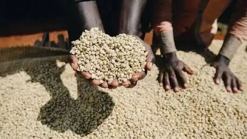 kenya coffee｜肯尼亞咖啡AA、 AA+、Top是什麼意思？肯尼亞咖啡生豆分級標準是什麼？