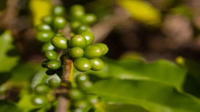 尖身波旁是什麼咖啡？價格昂貴原因與瑰夏風味比較