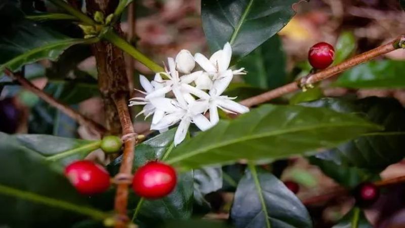 埃塞俄比亞原生種咖啡全攻略：從三大品種到耶加雪菲、西達摩產區風味解析