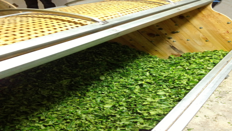 烏龍茶製作全攻略：從採青到烘焙，做青如何影響風味？