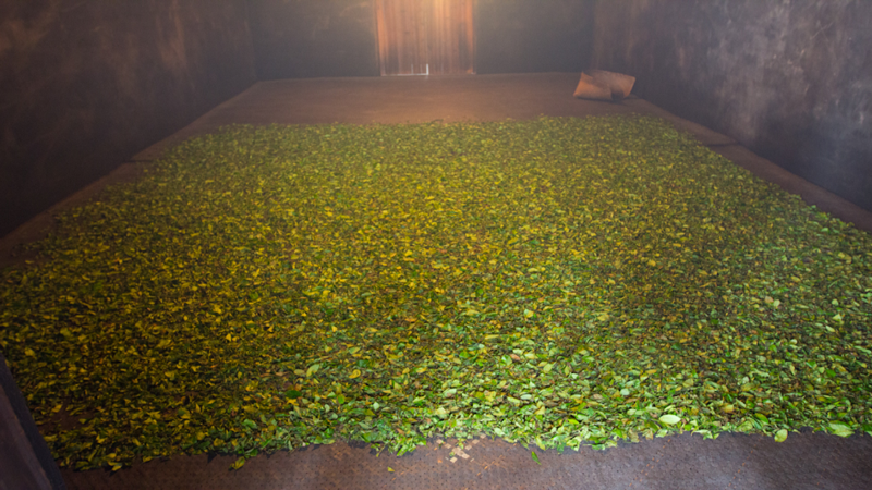 祁門工夫紅茶製作揭秘：燻制與非燻制風味差異全解析