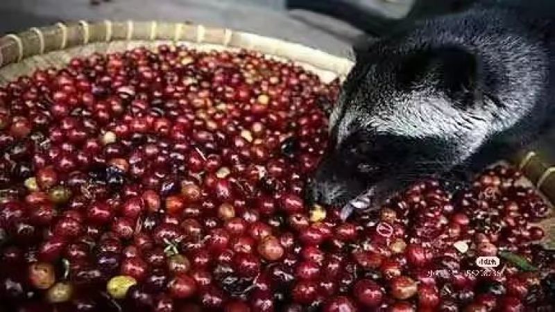 印尼人屎咖啡製作過程揭秘：從麝香貓到人類排洩物的獵奇咖啡產業鏈