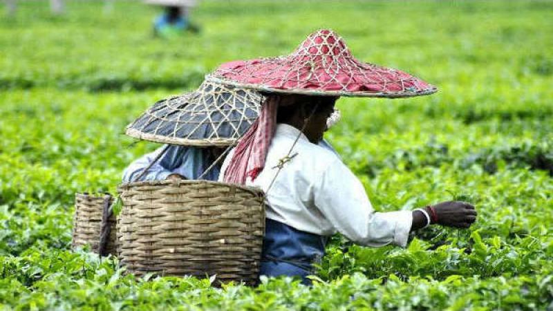 印度阿薩姆茶年產5億公斤！全球飲茶文化如何被改變