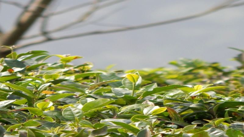 大吉嶺紅茶產地揭秘｜印度山城海拔與年產量全解析