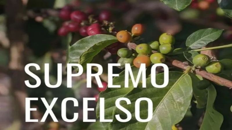 哥倫比亞咖啡生豆分級全解析：Supremo與Excelso怎麼分？瑕疵計算法一次搞懂