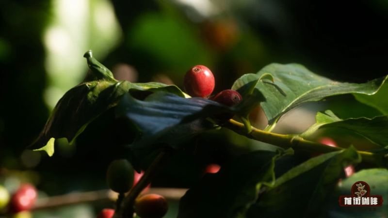 Arabica Coffee｜阿拉比卡咖啡豆種類有哪些？好喝不貴的精品阿拉比卡手衝咖啡豆有哪些推薦