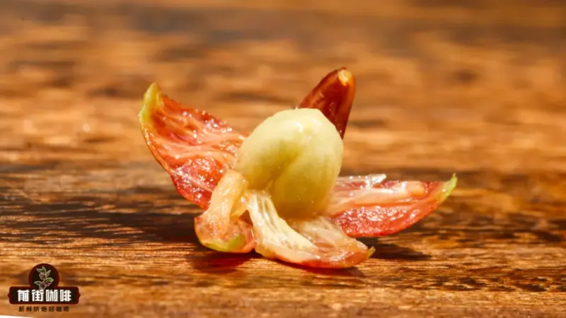 淺中深焙咖啡豆怎麼選？風味差異與健康影響一次看懂