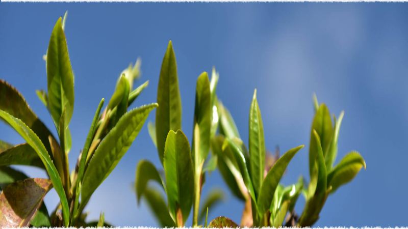 鳳慶大葉種紅茶深度探秘：從海拔1800米茶園到金針風味解析