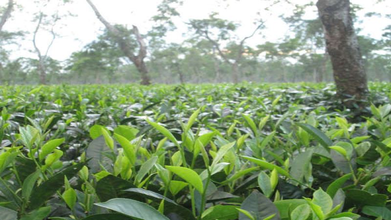 阿薩姆紅茶產地全解析：從風味到健康的深度探討