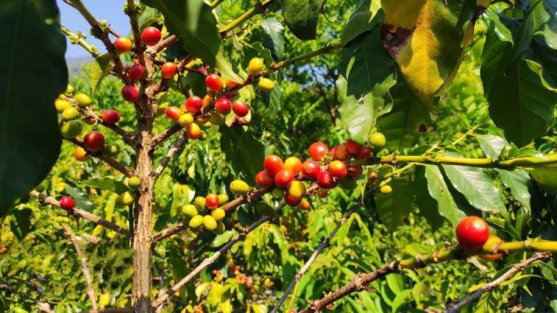 雲南小粒咖啡圓豆風味解析｜阿拉比卡品種特色與入門推薦