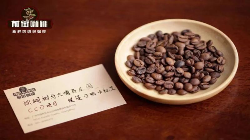 巴拿馬CCD處理計劃揭秘：棕櫚樹與大嘴鳥莊園如何打造創新風味
