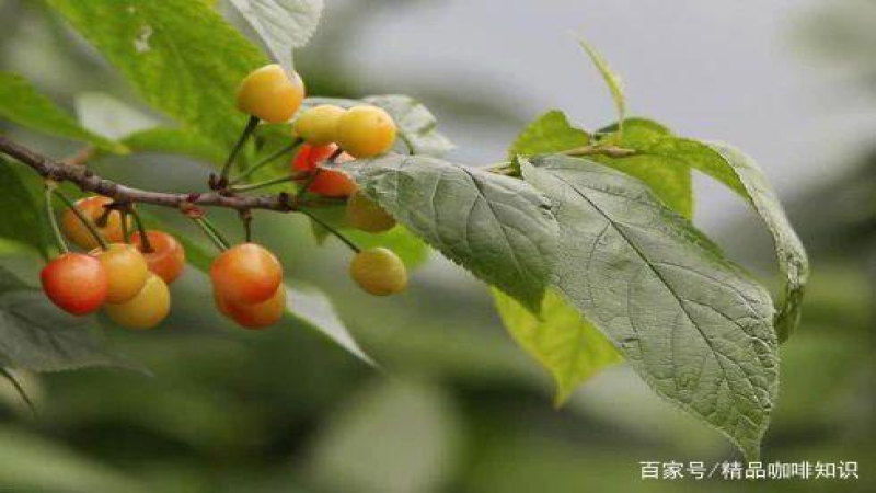 哥斯大黎加塔拉珠水洗黃卡杜艾咖啡豆：風味解析與手沖參數全攻略