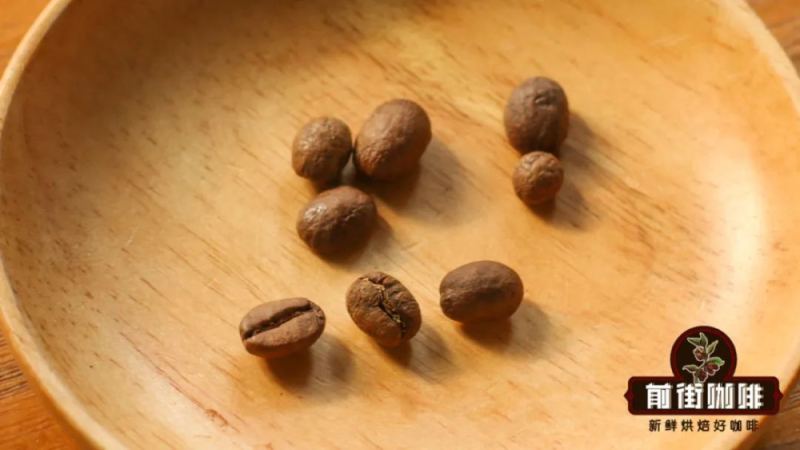 咖啡豆形狀解析：平豆、圓豆與象豆的成因、等級與風味差異