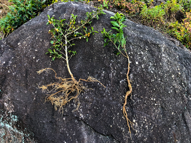鳳慶滇紅怎麼挑？產區差異、製程關鍵與風味解析全攻略