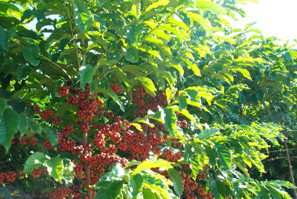 巴西咖啡產區全攻略：紅波旁風味解析與手沖參數推薦