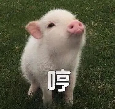 木薯原料成本攀升背後：中國乙醇產業如何間接牽動珍珠奶茶供應鏈