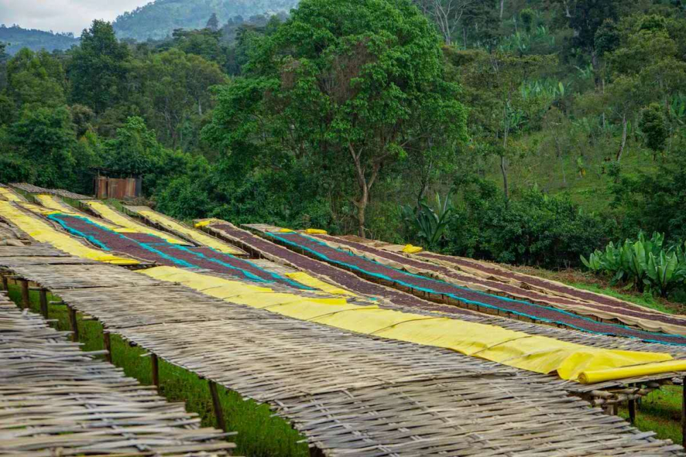 手衝咖啡參數全攻略:研磨、水溫與濾杯如何影響金盃萃取
