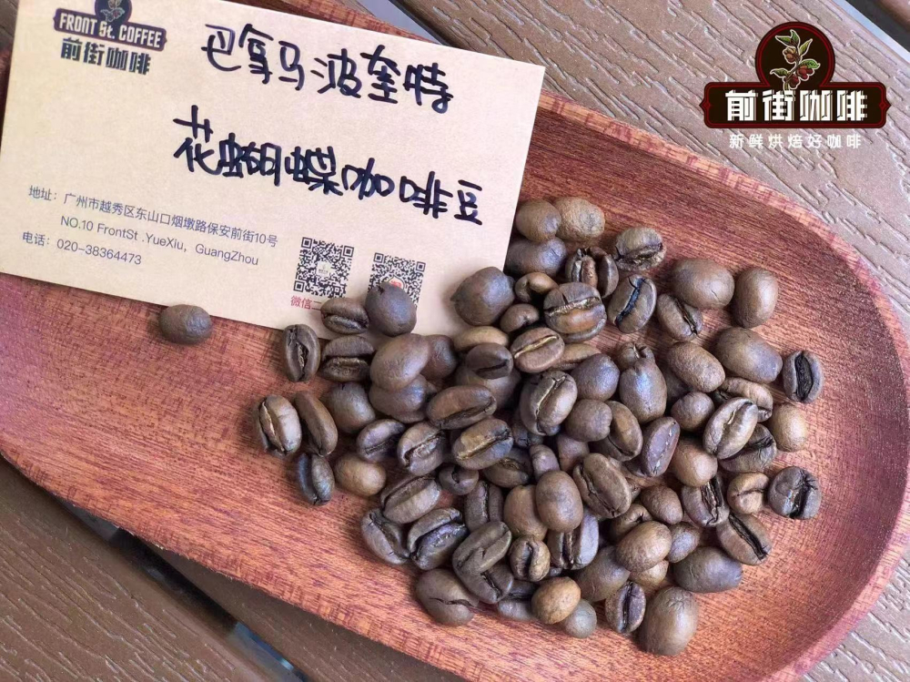 巴拿馬花蝴蝶咖啡豆深度解析：瑰夏拼配、日曬風味與沖煮建議