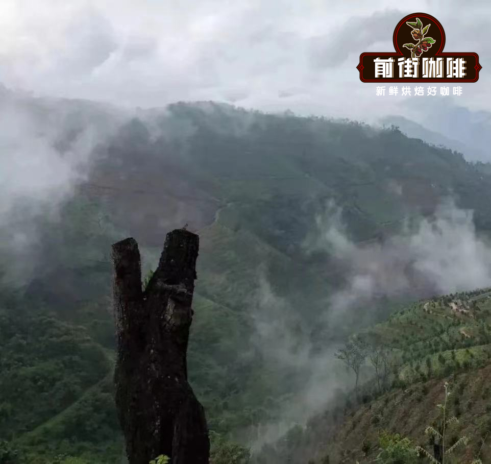 雲南四大產區小粒咖啡風味解析與鐵皮卡品種栽培入門指南