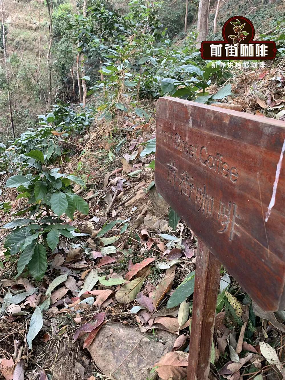 雲南小粒咖啡百年演進｜鐵皮卡品種特性與手沖參數全解析