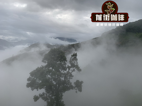 雲南小粒咖啡全解析：產區、品種、處理法與手沖建議