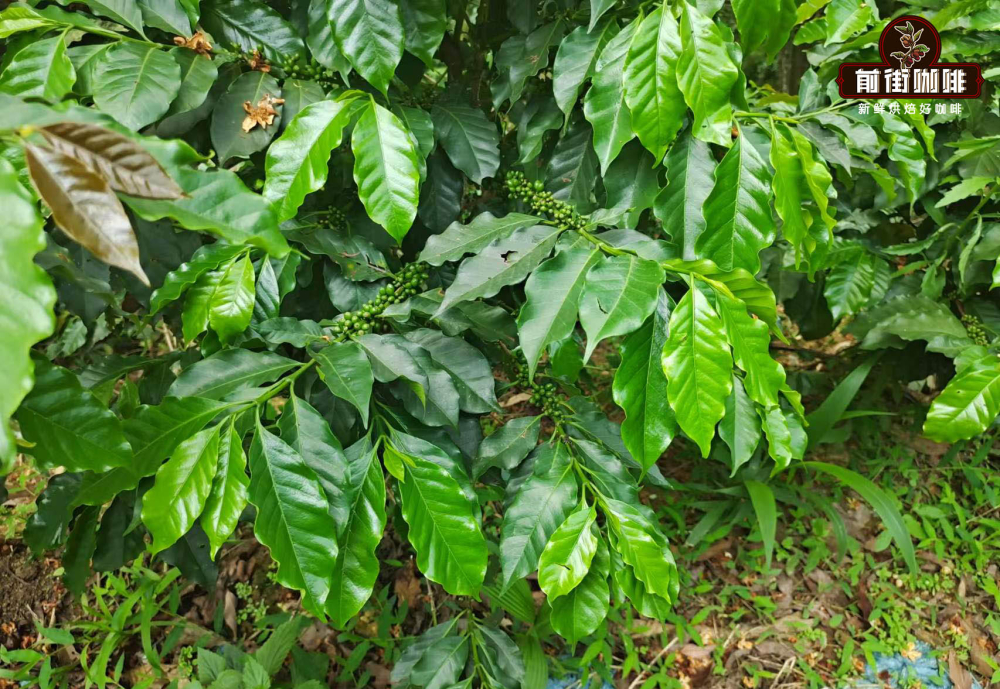 雲南咖啡品種全解析：卡蒂姆與鐵皮卡種植演變與風味提升秘訣