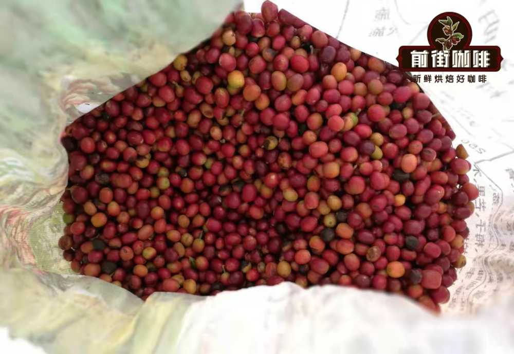 雲南咖啡品種全解析：卡蒂姆與鐵皮卡種植演變與風味提升秘訣