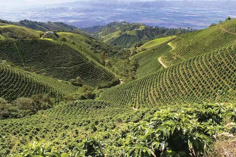卡蒂姆咖啡品種全解析：雲南保山產區風味與手沖參數
