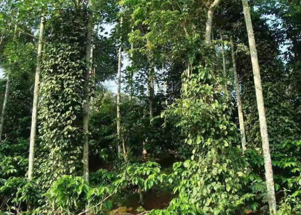 咖啡豆品種完全指南：從阿拉比卡到瑰夏，處理法如何影響風味？