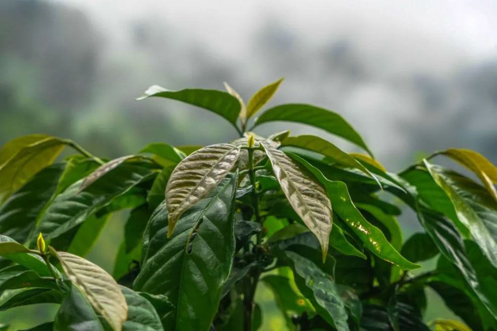 阿拉比卡咖啡豆品種全攻略：從鐵皮卡到瑰夏的風味差異與市場定位