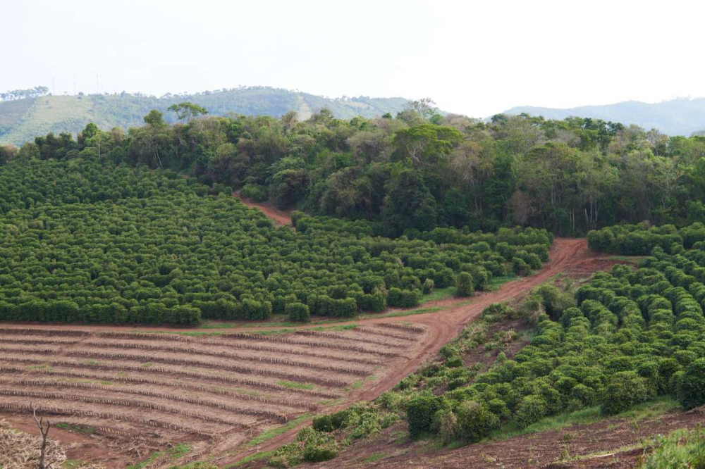 巴西皇后莊園黃波旁手衝指南:中度烘焙堅果調性全解析