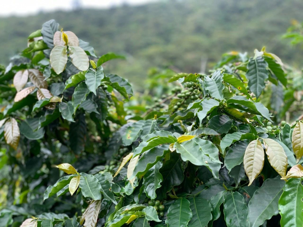 巴西咖啡全解析：從喜拉多產區到手沖萃取參數與風味特點