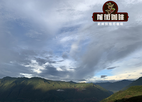 雲南鐵皮卡 vs 卡蒂姆手沖實戰：產區風味、處理法差異與最佳萃取參數