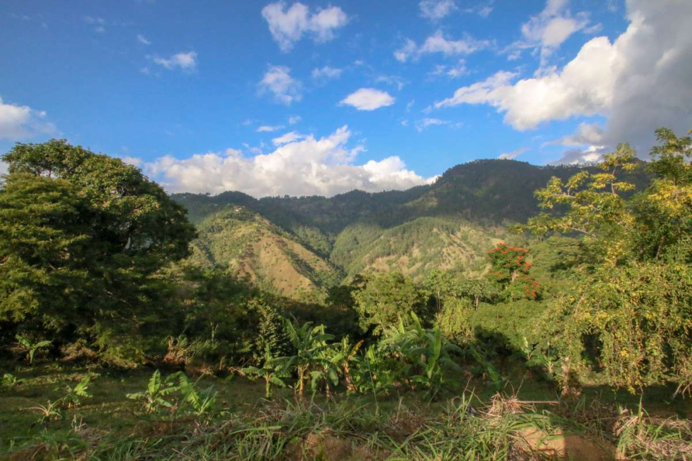牙買加藍山咖啡產地歷史與價格成因解析及前街藍山一號風味衝煮分享