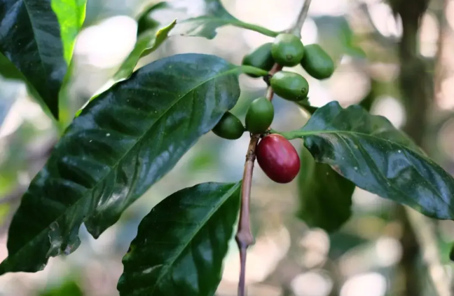 阿拉比卡咖啡豆入門指南：風味特色、種植海拔與羅布斯塔差異解析