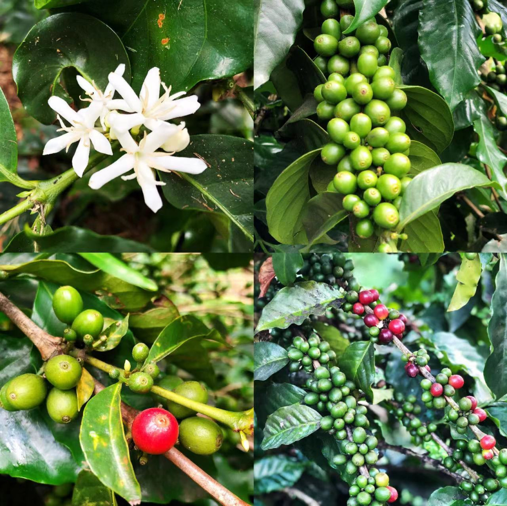 牙買加藍山咖啡等級全解與風味特色｜CIB認證與手沖建議