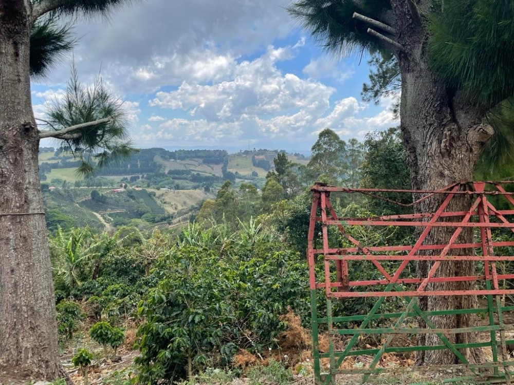 哥倫比亞雲霧莊園咖啡品種探源：Sudan Rume與瑰夏的風味之旅