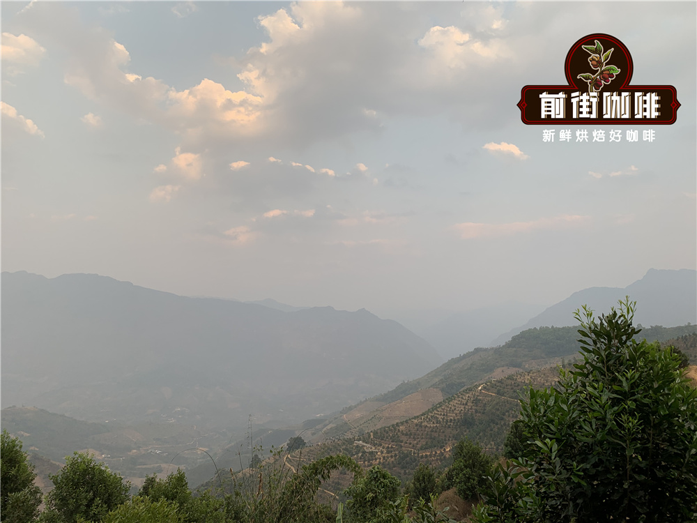 雲南小粒咖啡品種知識詳解：鐵皮卡與卡蒂姆的特性差異及手衝風味描述