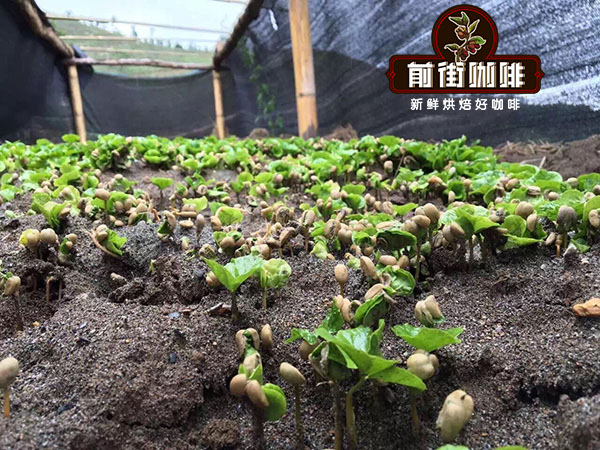 雲南小粒咖啡產區全攻略：品種、處理法與手沖參數一次搞懂