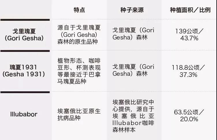 埃塞瑰夏村金標瑰夏豆解析：戈裡瑰夏與1931品種手沖指南