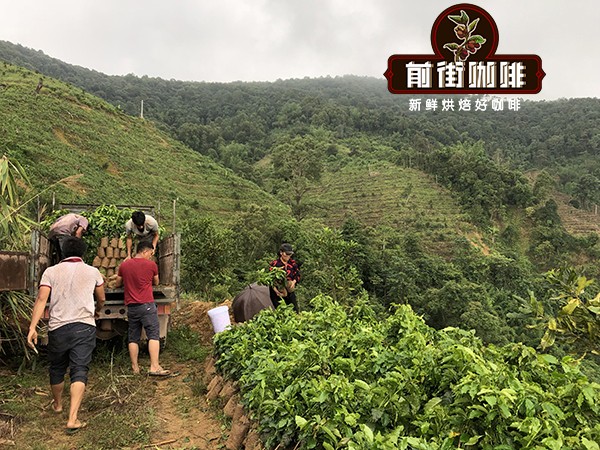 雲南小粒咖啡豆品牌推薦與分級解析｜鐵皮卡vs卡蒂姆風味與沖煮攻略