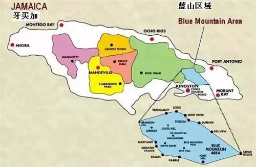 牙買加藍山咖啡冰手沖教學與風味解析｜單品豆入門指南