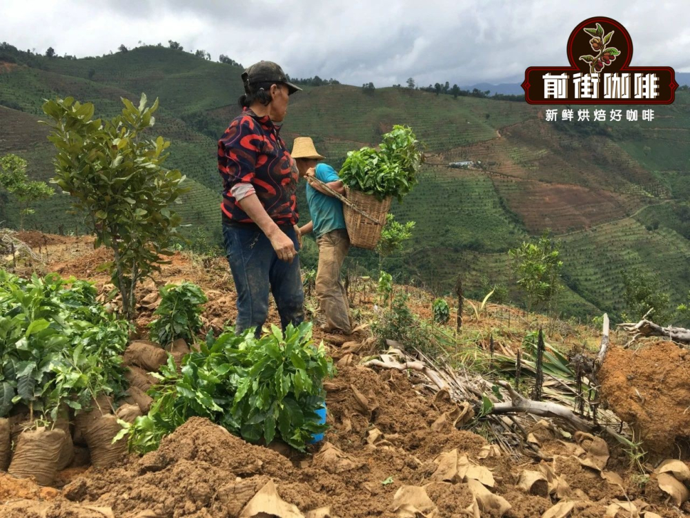 雲南小粒咖啡品種、產區與風味解析｜新手選豆與手沖參數全攻略