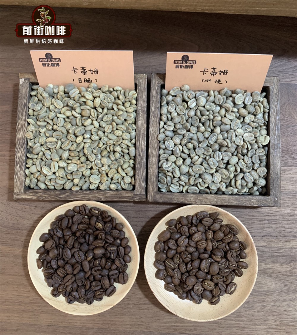 雲南小粒咖啡品種、產區與風味解析｜新手選豆與手沖參數全攻略