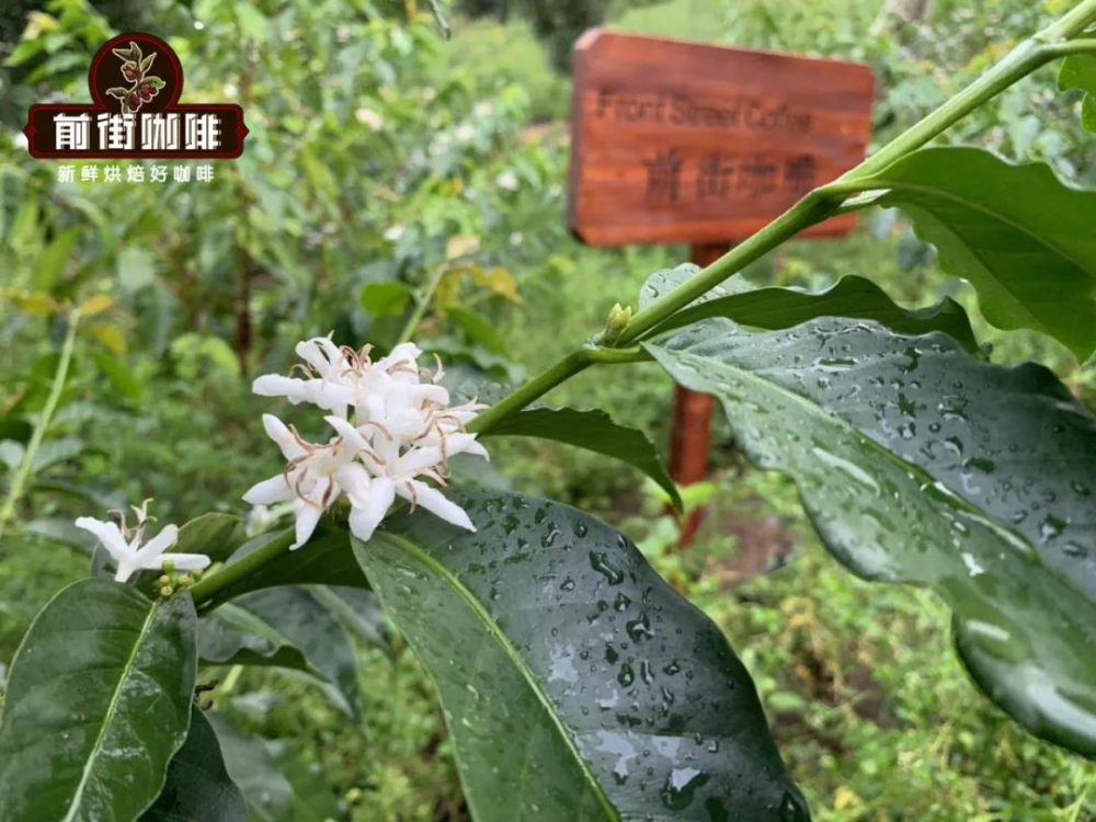 阿拉比卡vs羅布斯塔咖啡豆差在哪？風味、產地、拼配全解析