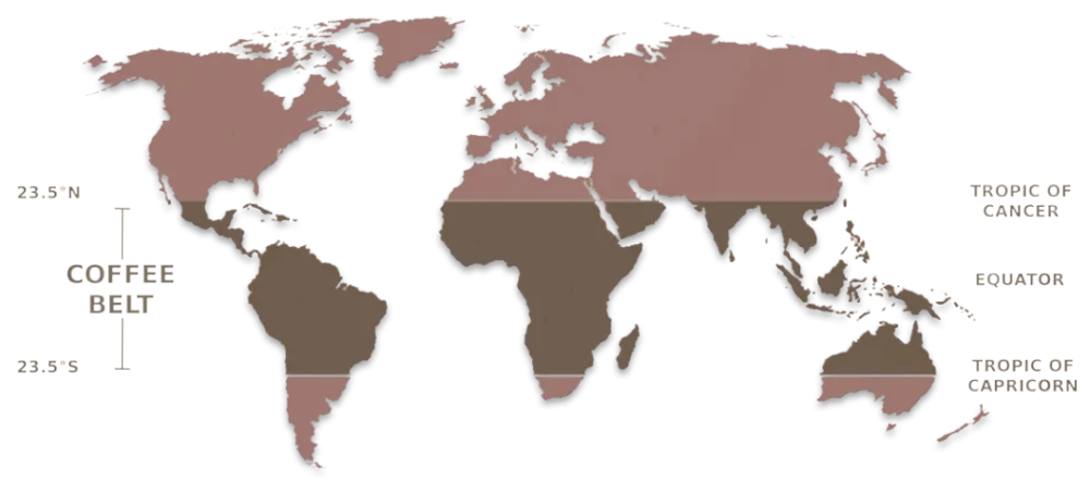 阿拉比卡vs羅布斯塔咖啡豆差在哪？風味、產地、拼配全解析
