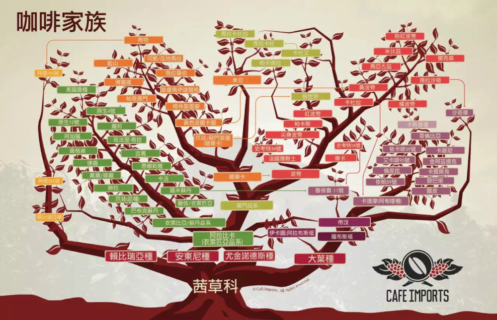 阿拉比卡豆是黑咖啡嗎？3種手沖法壓冷萃做法一次搞懂
