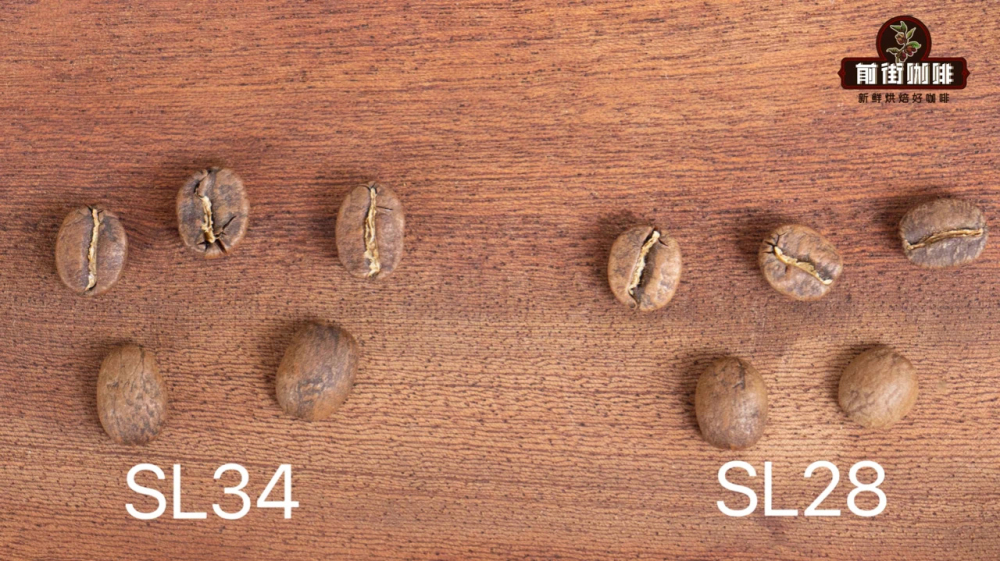 肯尼亞四大咖啡品種介紹｜SL28、SL34、Ruiru11與Batian手沖參數與風味解析